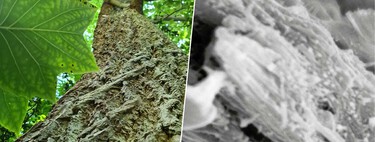 Necesitamos capturar CO2 para frenar el cambio climático. Una "nueva" madera promete ser una ayuda revolucionaria