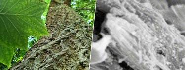 Necesitamos capturar CO2 para frenar el cambio climático. Una "nueva" madera promete ser una ayuda revolucionaria