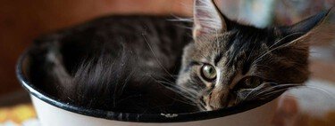 Los gatos son liquidos, algo sospechado pero ahora científicamente comprobado