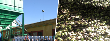 La gran paradoja del aceite de oliva español: pese a que crece un 15% al año, más de 500 almazaras cerrarán en la próxima década