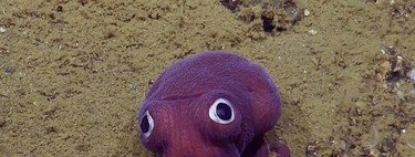 7 especies de pulpo que demuestran por qué son los animales más monos de los océanos