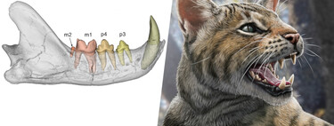 El último hallazgo arqueológico en España tiene a un protagonista familiar: una nueva especie de "gato" ibérico