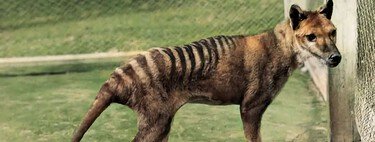 Una cabeza olvidada durante 110 años en un armario tiene la clave de la desextinción del tigre de Tasmania
