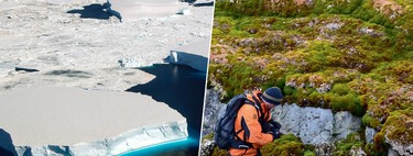 Las imágenes satelitales de la Antártida revelan algo inquietante: ha empezado a ser más verde que blanca