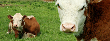 Las vacas contaminan una barbaridad, pero estos científicos han logrado que lo hagan un 40% menos