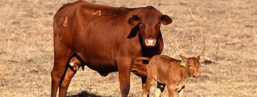 Vacas mutantes para soportar el calor provocado por el cambio climático, la esperanza de los ganaderos