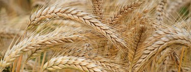 Tenemos una nueva variedad de trigo: se trata de un trigo “híbrido” y más resistente contra la sequía