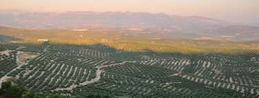 España enfrenta su mayor reto agrario del siglo: convertir en regadío 1.901.529 hectáreas de olivar antes de que sea tarde 