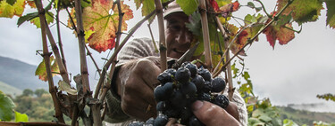 Los viticultores enfrentan una vendimia difícil: el consumo de vino tinto sigue cayendo y hay un exceso de uva