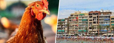 En Alicante hay una ciudad invadida por gallinas. Así que ha elaborado un plan de 26.000 euros para librarse de ellas