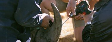 Estamos inyectando material radiactivo en cuernos de rinoceronte vivos para que dejemos de consumirlos 
