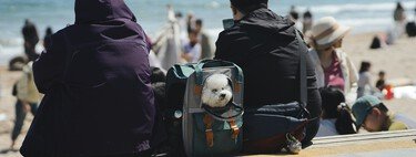 Durante décadas las familias adaptaron sus vacaciones para viajar con niños. Hoy manda otra prioridad: las mascotas