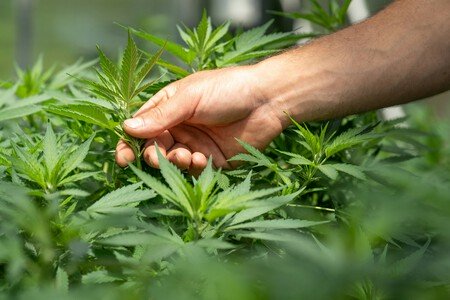 Imagen | CRYSTALWEED cannabis