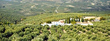 Cada vez más gigantes se meten en el campo andaluz y en la industria del aceite de oliva. El último: PepsiCo