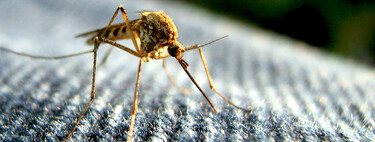 El método japonés para librarse de los mosquitos en casa durante el verano: katori senko